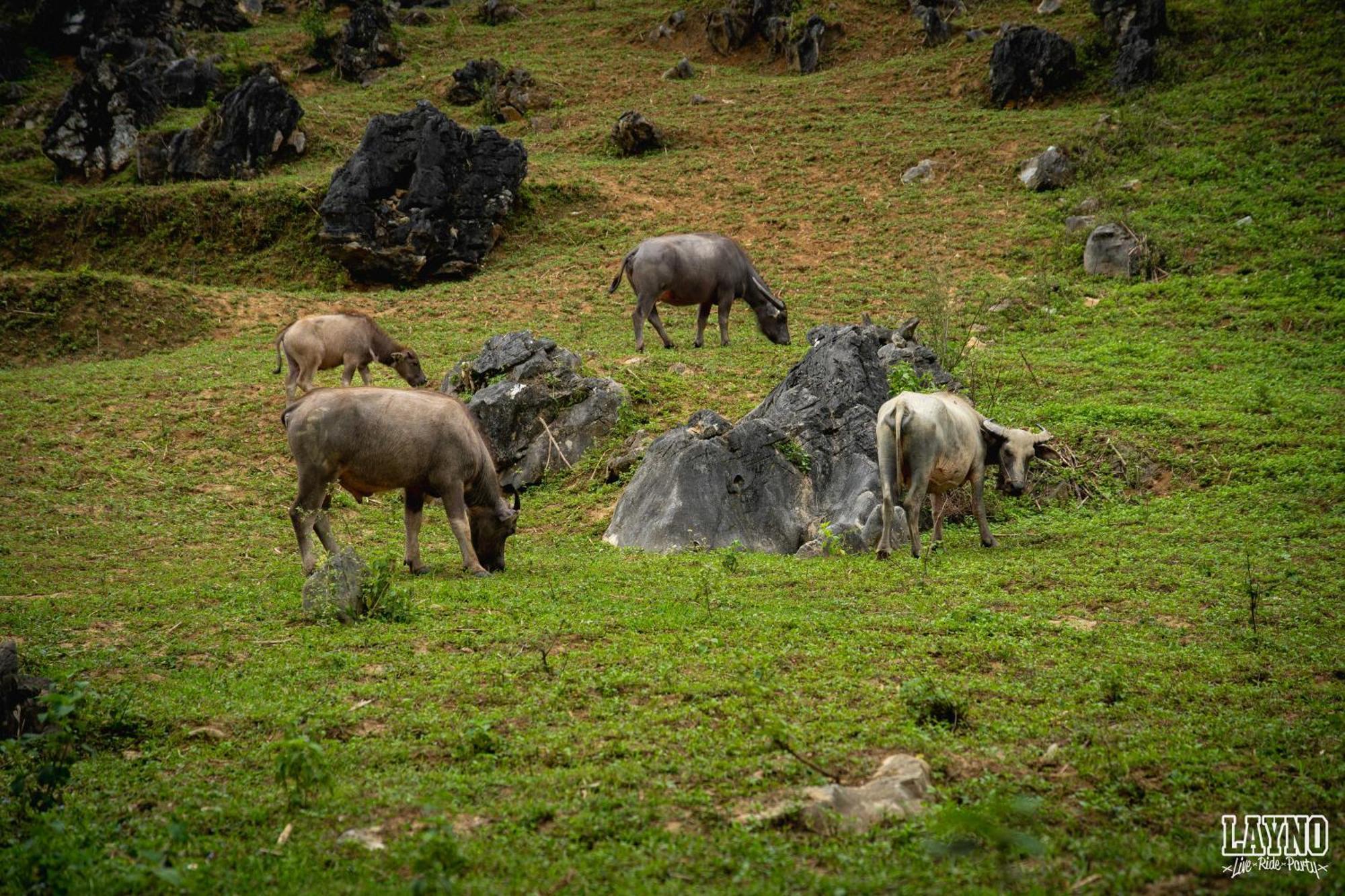 Quiri Hostel Ha Giang Lang Lap Dış mekan fotoğraf